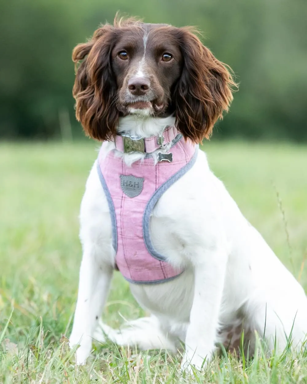 Shop Pink Checkered Dog Harness